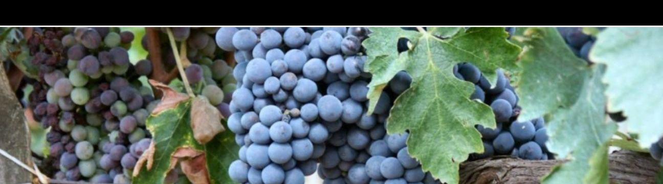 Red DotWine