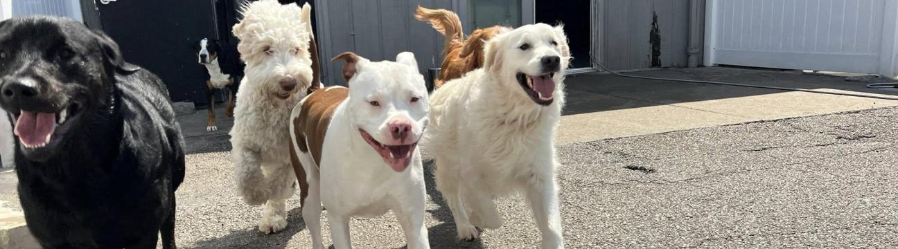 Diamond Kennels