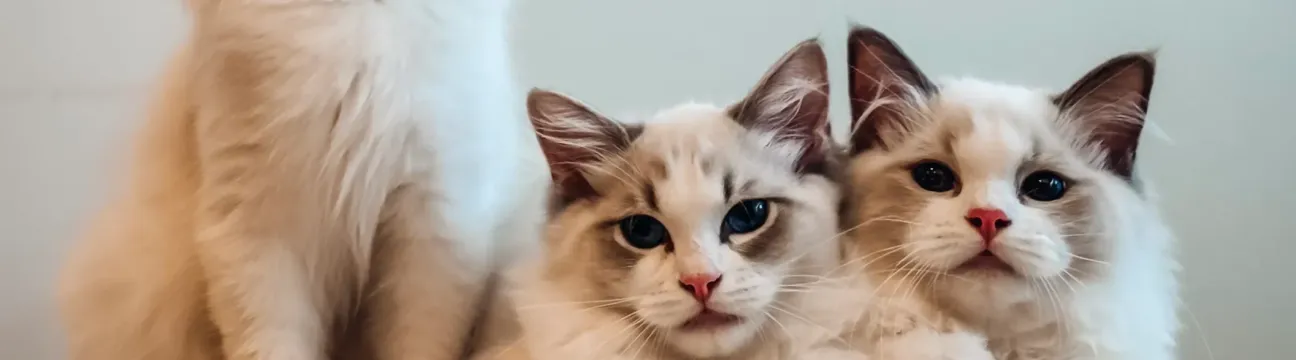 Cat Connoisseur