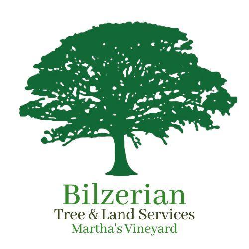 Bilzerian Tree